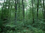 Copse in Blunsdon